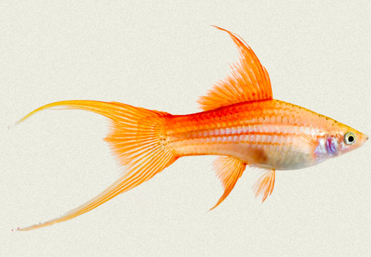Red-Eye Red Lyretail Swordtail – 3 +1 Breeding Pair – SuperRed Grade A++ – Live Freshwater Tropical Fish